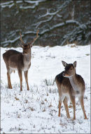 Doe and Buck